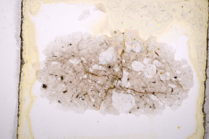 Plane Polarized, E8864