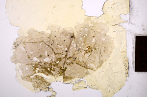 Plane Polarized, E8865