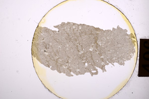 Plane Polarized, E8896