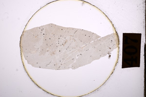 Plane Polarized, E8897