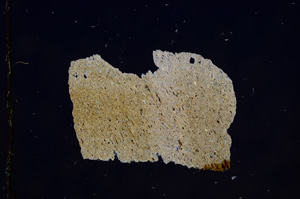 Cross Polarized, E8901