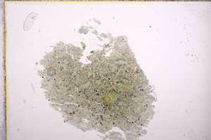 Plane Polarized, E8980