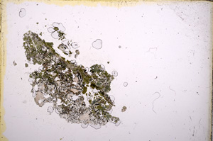 Plane Polarized, E8981