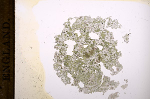 Plane Polarized, E8985