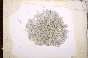 Plane Polarized, E8986