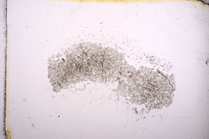 Plane Polarized, E8989
