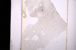 Plane Polarized, E9003