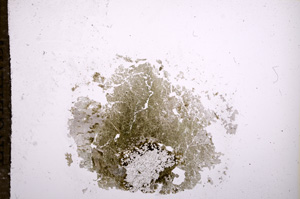 Plane Polarized, E9194