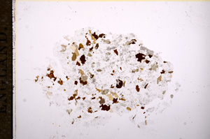 Plane Polarized, E9467