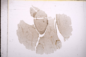 Plane Polarized, E9566