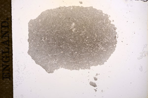 Plane Polarized, E9583