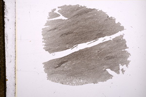 Plane Polarized, E9590