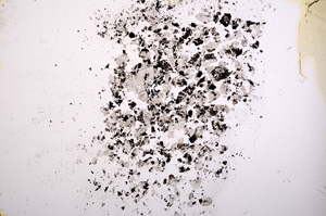 Plane Polarized, E9613