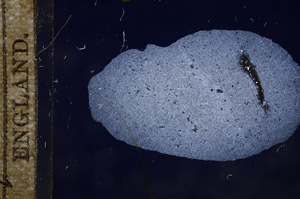 Cross Polarized, E9628