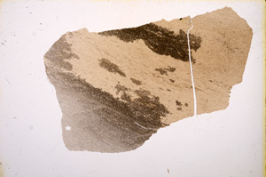 Plane Polarized, E9660