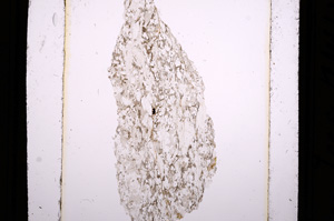 Plane Polarized, E9941
