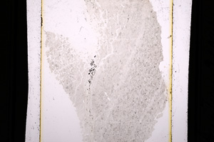 Plane Polarized, E10180