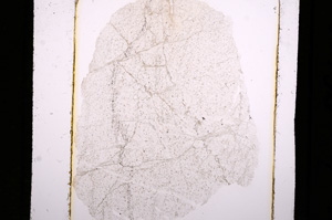 Plane Polarized, E10189