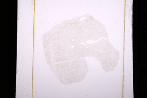 Plane Polarized, E10280