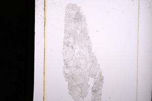 Plane Polarized, E10311