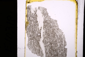Plane Polarized, E10318