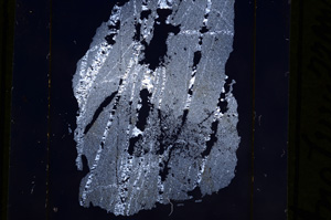 Cross Polarized, E10357