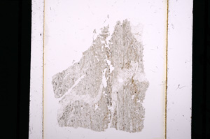 Plane Polarized, E10542