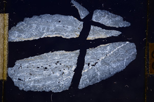 Cross Polarized, E10631