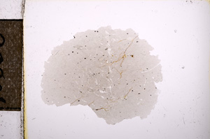 Plane Polarized, E10636