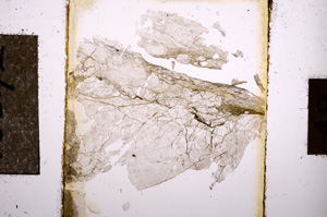 Plane Polarized, E10642