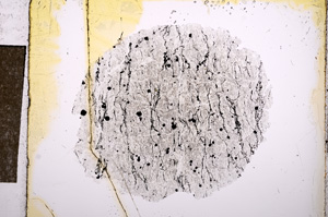 Plane Polarized, E10652
