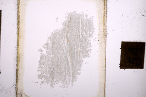 Plane Polarized, E10653