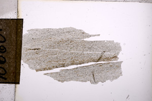 Plane Polarized, E10660