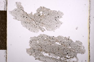 Plane Polarized, E10681