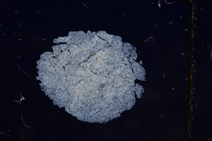 Cross Polarized, E10682