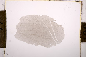 Plane Polarized, E10699