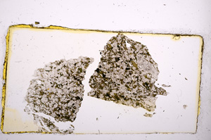 Plane Polarized, E10733