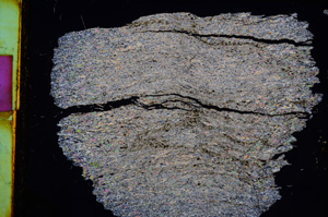 Cross Polarized, E10757