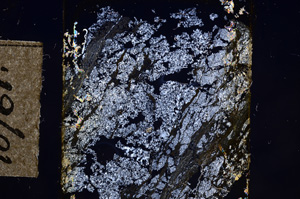 Cross Polarized, E10761