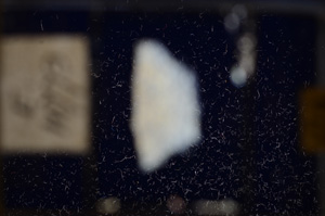 Cross Polarized, E10773