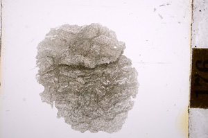 Plane Polarized, E10775