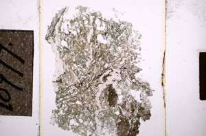 Plane Polarized, E10777