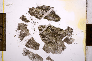 Plane Polarized, E10779