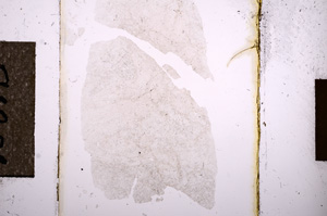 Plane Polarized, E10813