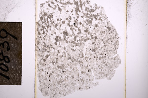 Plane Polarized, E10839