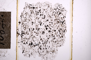 Plane Polarized, E10841