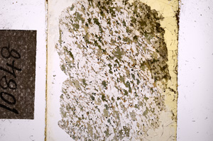 Plane Polarized, E10848
