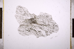 Plane Polarized, E10852