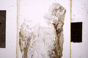 Plane Polarized, E10857