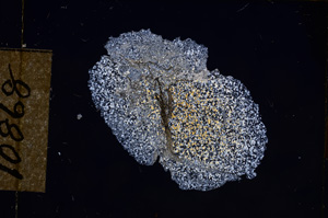 Cross Polarized, E10868